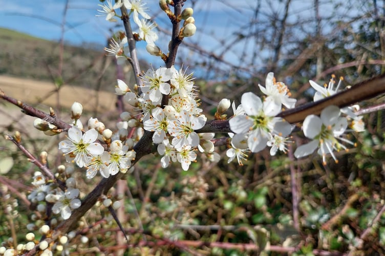 Flowers up close