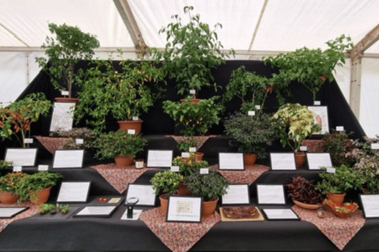 South Devon Chilli Farm RHS Malvern Display