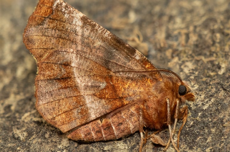 Early Thorn - Selenia dentaria - Geoff Foale