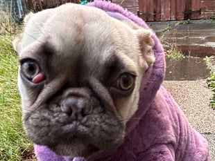 Poorly puppy Pip needs your pounds
