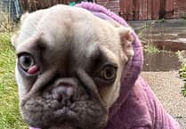 Help Pip get life-saving surgery