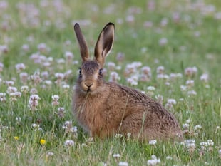 Caroline Snow | Wildlife thrives on solar farms