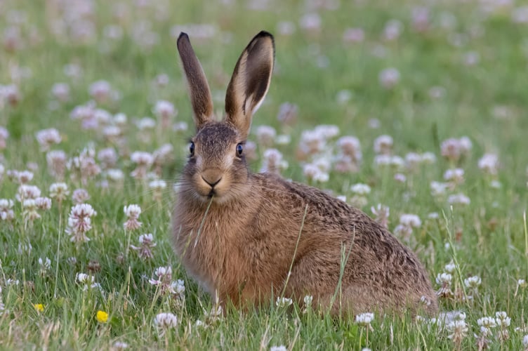 A young hare  - Image by Kev from Pixabay