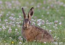 Caroline Snow | Wildlife thrives on solar farms