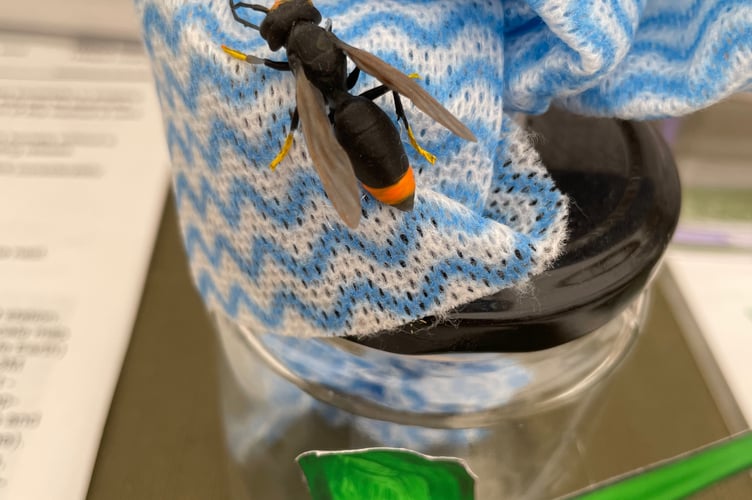 Asian Hornet bait station