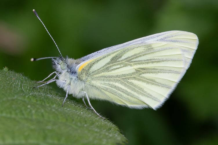 Green-veined White - Pieris napi Geoff Foale