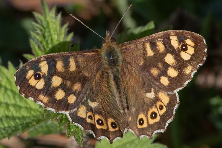 Speckled Wood - Parage aegeria Geoff Foale