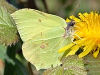 Nature Diary Geoff Foale | A welcome flutter of wings
