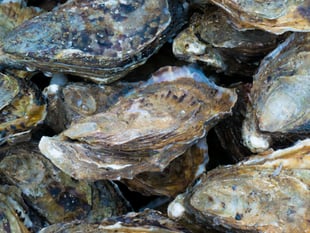 Caroline Snow | Restoring oyster reefs around our coasts