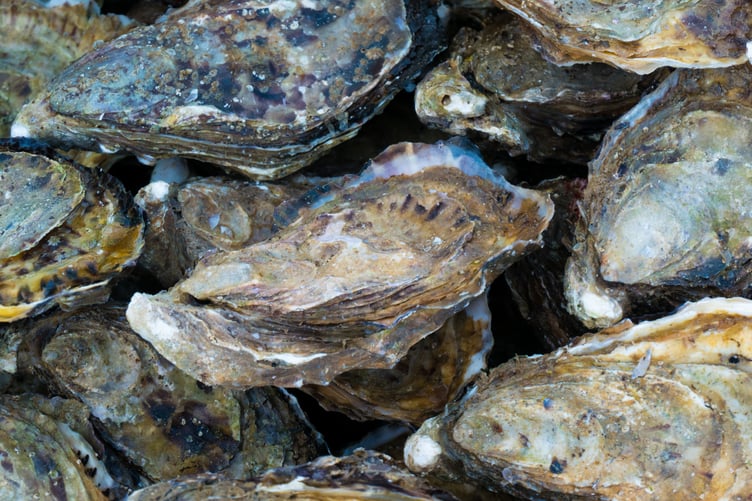 Oysters- Image by Kate Baucherel from Pixabay