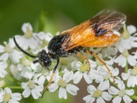 Nature Diary Geoff Foale