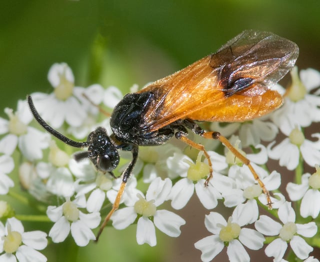 Nature Diary Geoff Foale