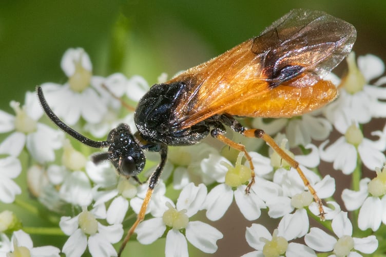 Arge cyanocrocea Sawfly - Geoff Foale 