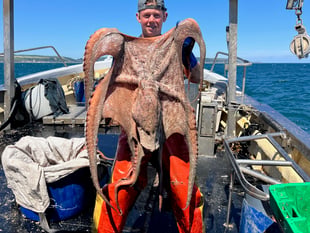 'Bloom' turns South Hams's waters into an octopuses garden