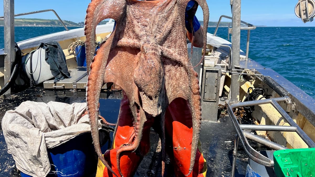 Octopus Shellfish Shellfish industry faces octopus surge | southhams-today.co.uk