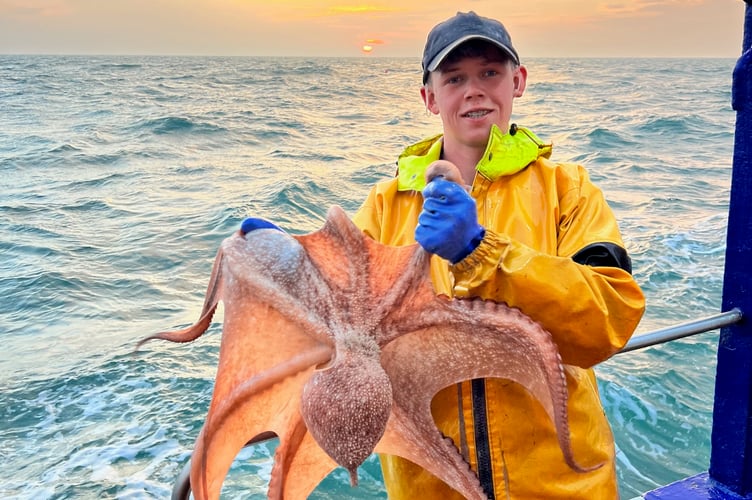 A decent-sized octopus