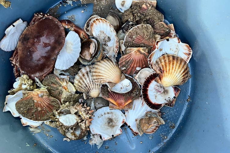 A catch of shellfish