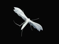 Caroline Snow | Protecting our summer nights for night-flying insects