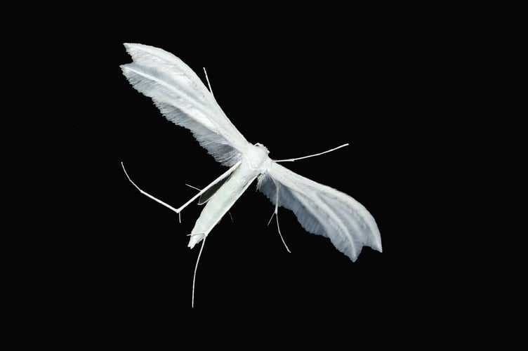 Moth Image by Henrike Krijnsen from Pixabay