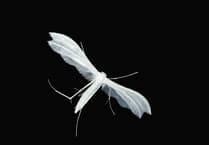 Caroline Snow | Protecting our summer nights for night-flying insects