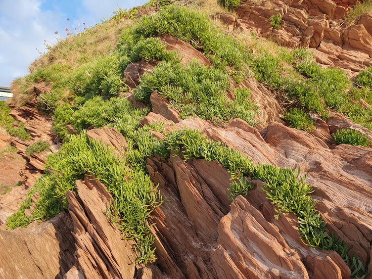 Rock Samphire by Alice Henderson