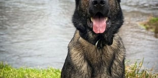 Hero police dog Saka captures motorcyclist