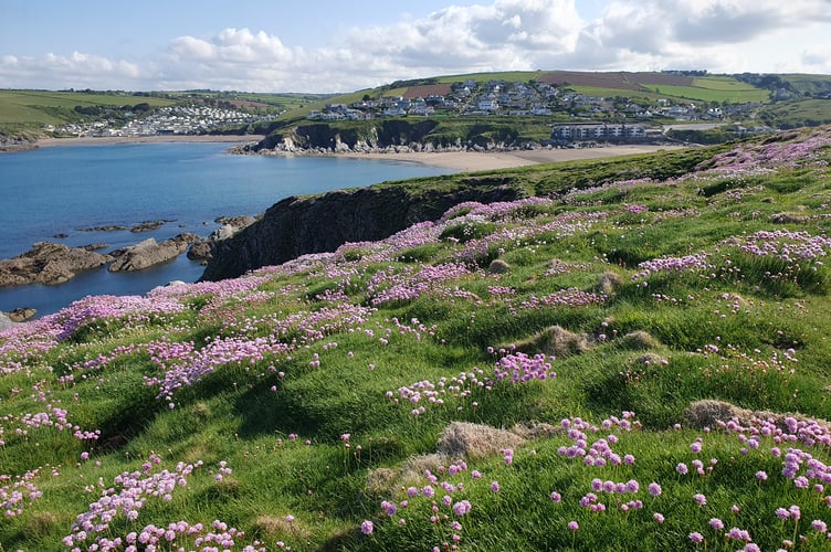 Pillows of Sea Pinks - Alice Henderson