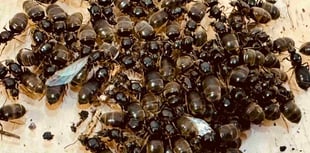 Flying ants may swarm South Hams from July 15 to 22