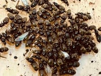 Flying ants may swarm South Hams from July 15 to 22