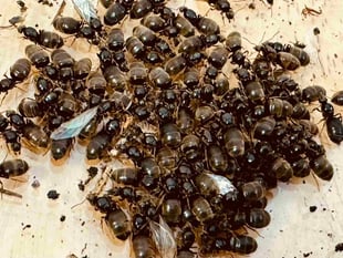 Flying ants may swarm South Hams from July 15 to 22
