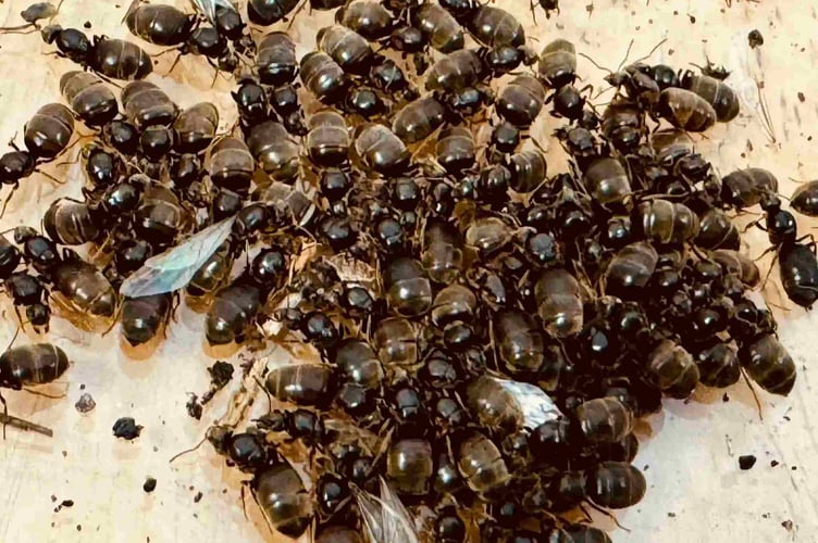 Black queen garden ants 