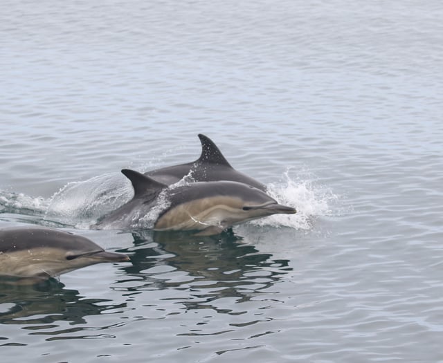 Operation Seabird: Safeguarding seabirds and dolphins