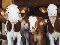 Devon councillor appeals to Chancellor for more help for farmers