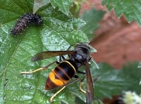 Asian Hornets spotted in Devon