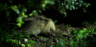 Charities urge gardeners to create wild patches for hedgehogs