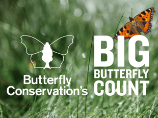 The Big Butterfly Count aiding conservation 
