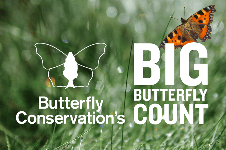 The Big Butterfly Count 2025