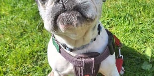  French Bulldog seeking loving home