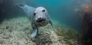 Devon's marine life faces growing threat
