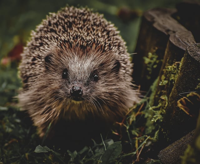 Hedgehog burned in Plymouth spurs police probe