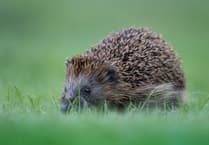 PETA seeks justice for tortured hedgehog