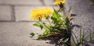 Half of UK councils end pesticide use