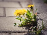 Half of UK councils end pesticide use