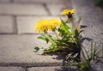 UK councils move to end pesticide use