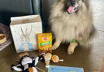 Tails from South Moor Vets | What the Woof!