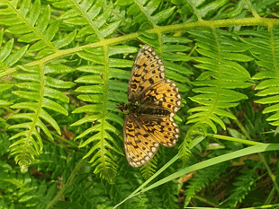 Devon projects help boost rare species recovery