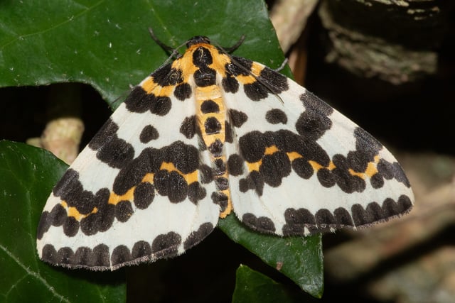 Nature Diary | Insect Life Insights from Geoff Foale
