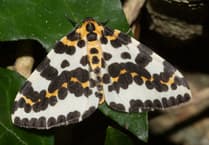 Discover the Insect World with Geoff Foale