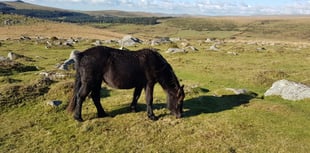Dartmoor tops list of UK wildlife photography spots by big margin