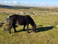Dartmoor tops list of UK wildlife photography spots by big margin